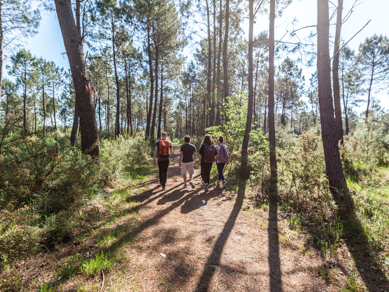 Forêt de Pins au Pian-Médoc - photo 3