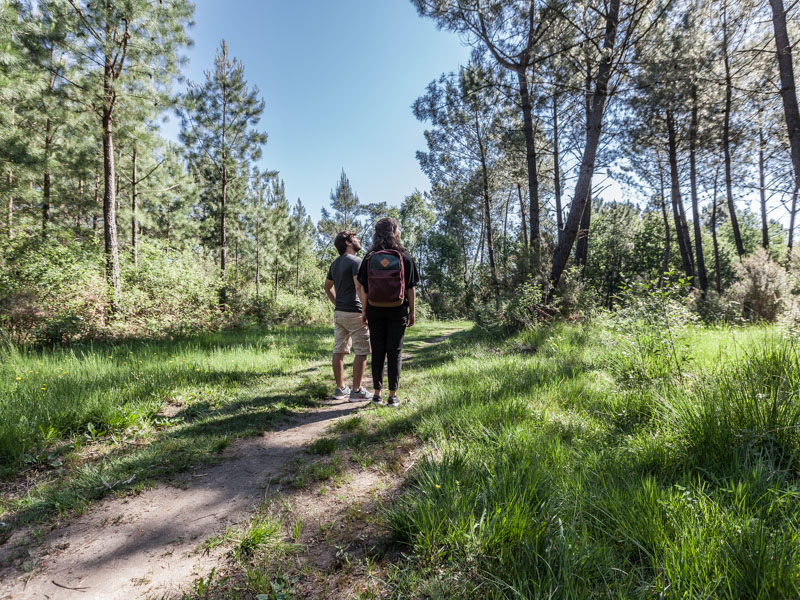 Forêt de Pins au Pian-Médoc - photo 2