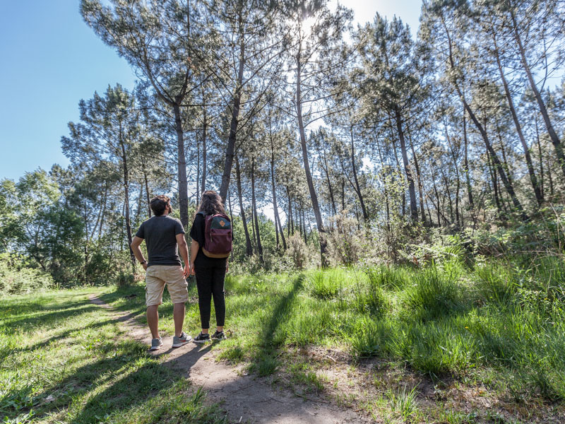 Forêt de Pins au Pian-Médoc - photo 5