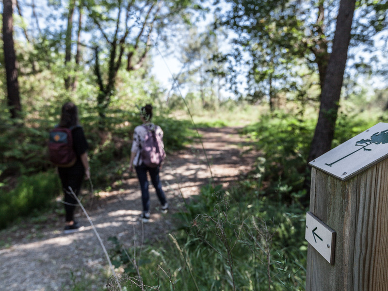 Forêt de Pins au Pian-Médoc