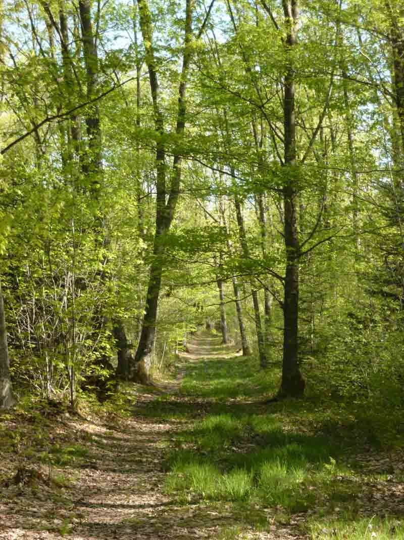 Forêt des Vaseix sentier le tour du grand bois, Verneuil-sur-Vienne - photo 2