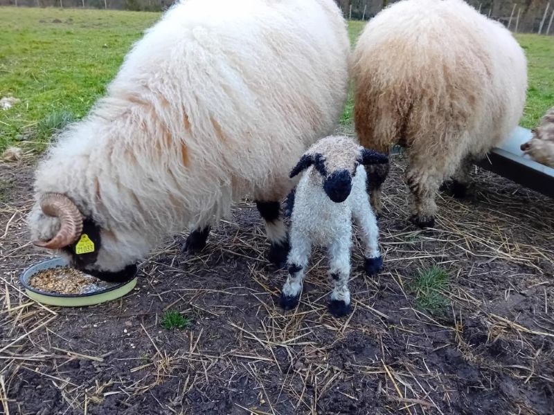 La forêt des animaux, Sos - photo 3