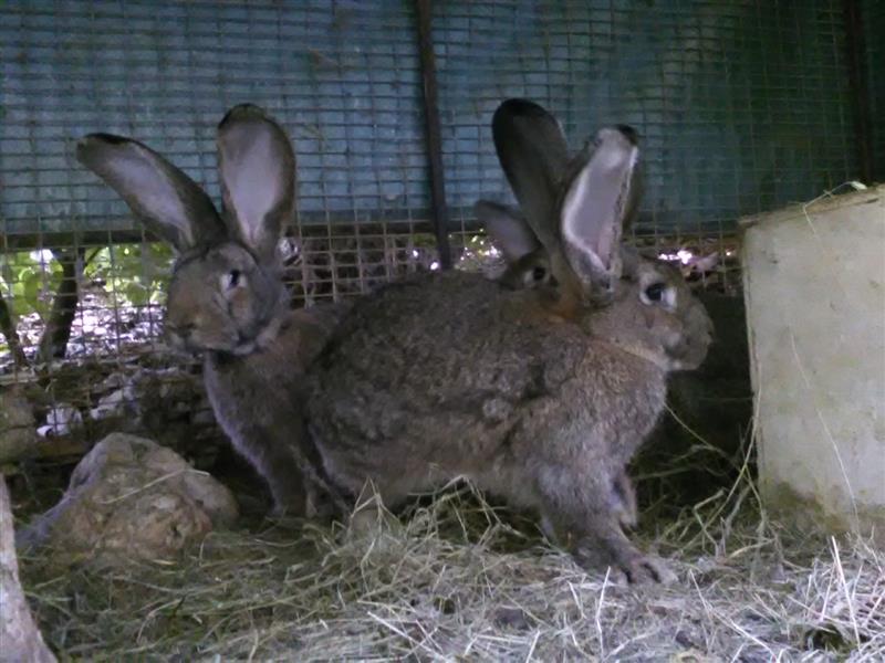La Forêt des Lapins