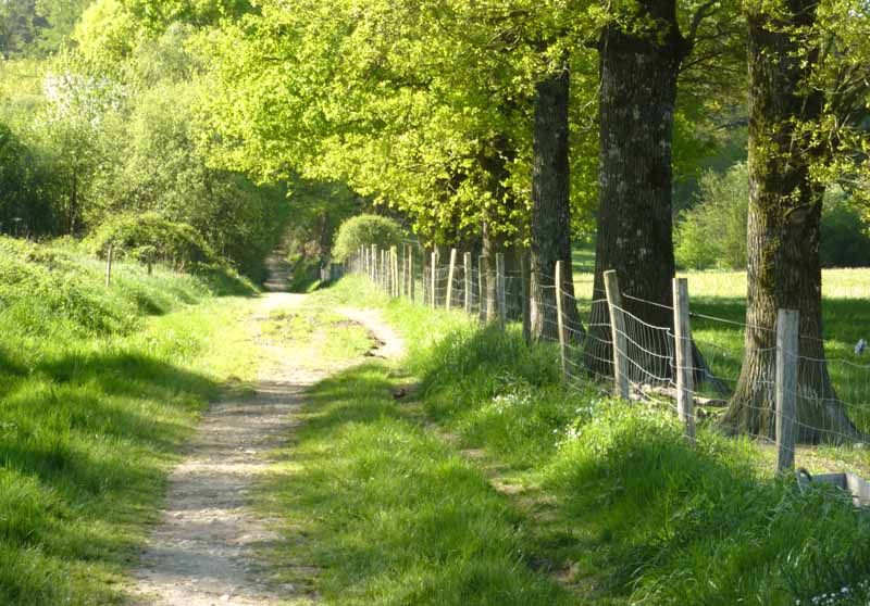 Forêt des Vaseix sentier la promenade de Chamberet