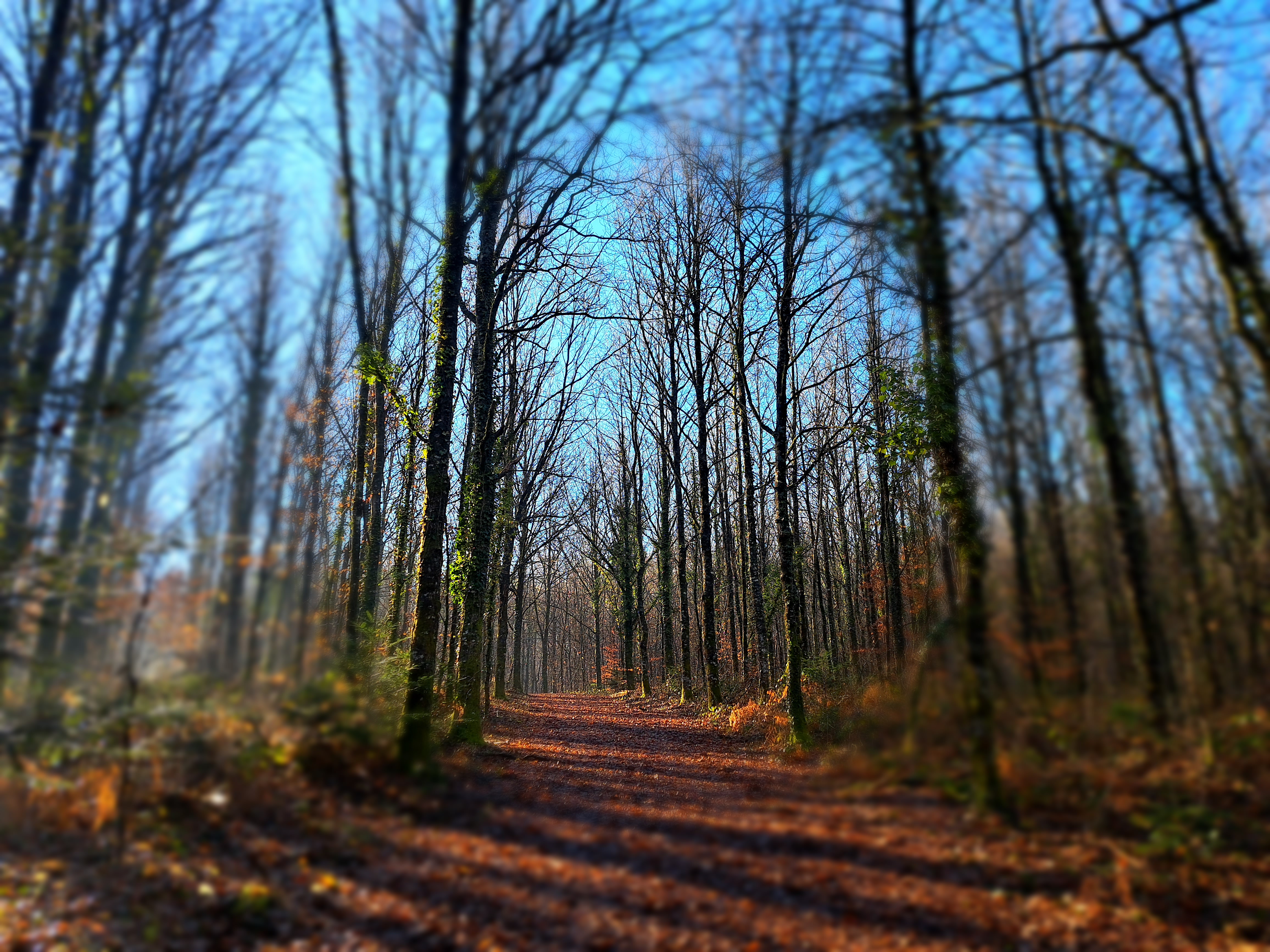Forêt Domaniale - Saint-Sornin-Lavolps - photo 5