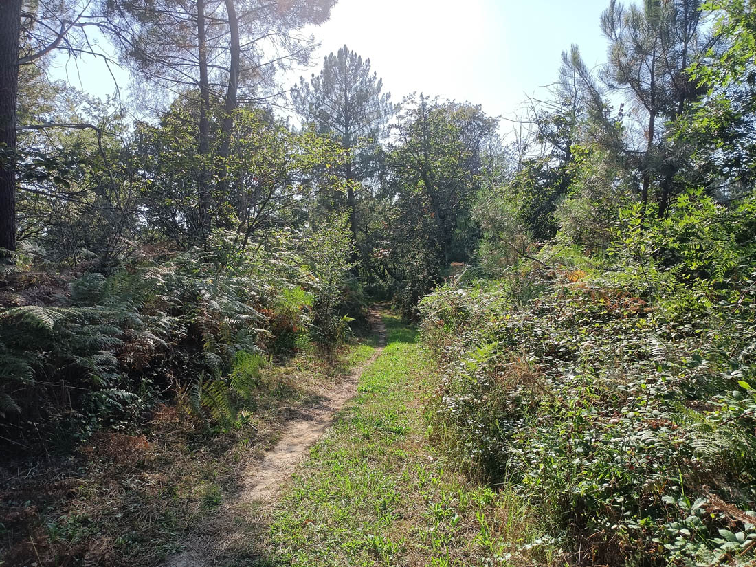 Chemin de la Forêt, Lamonzie-Montastruc - photo 3