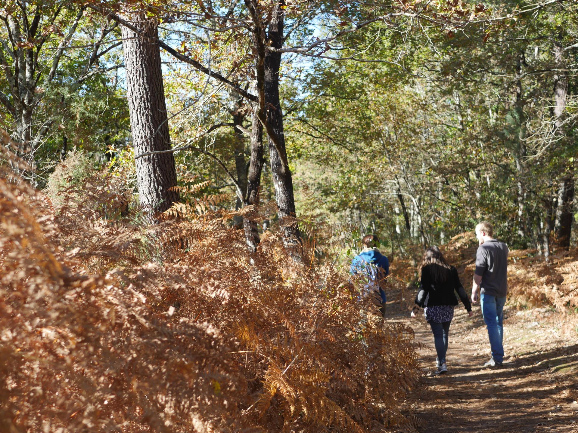 Forêt du Taillan Médoc