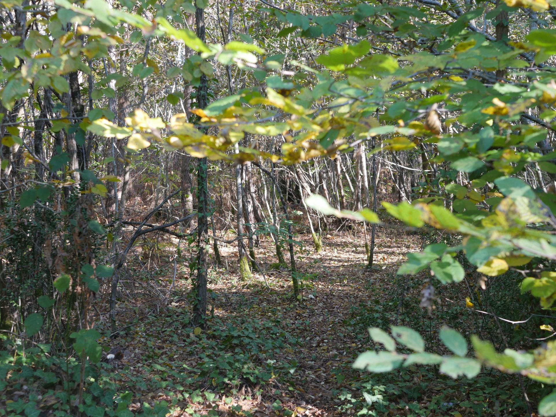 Forêt du Taillan Médoc, Le Taillan-Médoc - photo 2