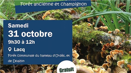 sortie nature : Forêt ancienne et champignon 