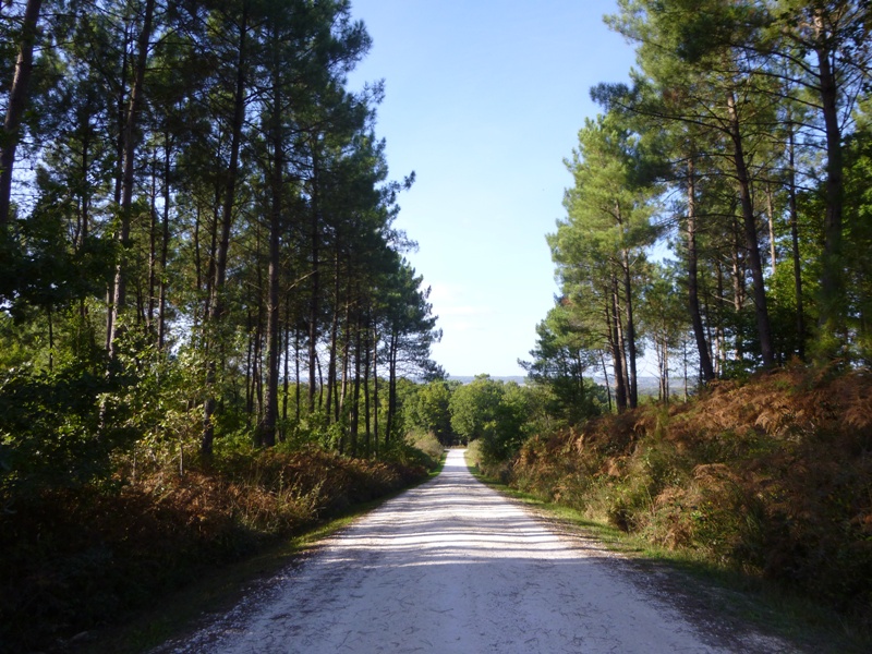 La Forêt du Vignoble - photo 2