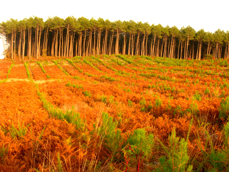 Forêt des Landes de Gascogne — Forêts & Parcs naturels à Bassin d'Arcachon