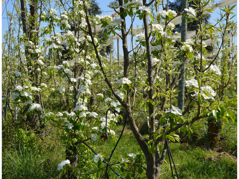 Philippe QUIOC - Les Vergers de Méquin