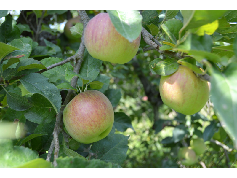 Philippe QUIOC - Les Vergers de Méquin