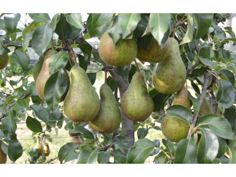 Philippe QUIOC - Les Vergers de Méquin - photo 5