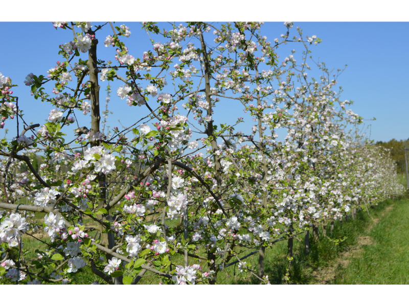 Philippe QUIOC - Les Vergers de Méquin - photo 3