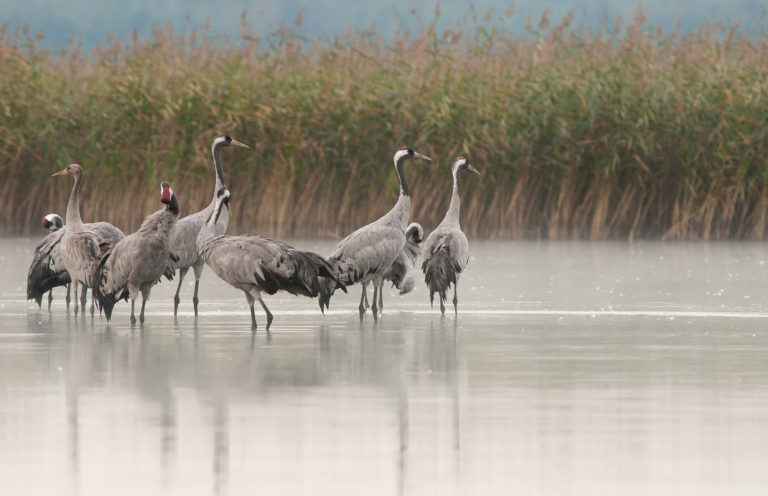 Une matinée en famille avec la Grue cendrée
