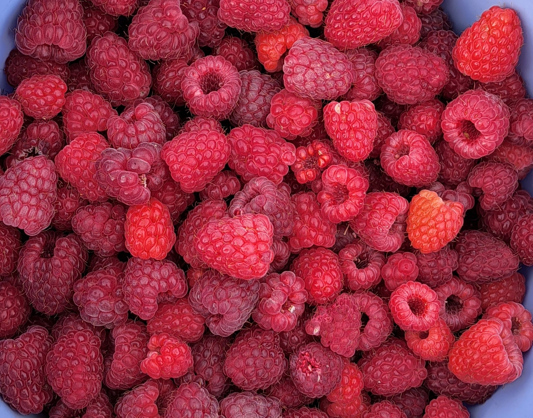 Les Vignes - photo 2