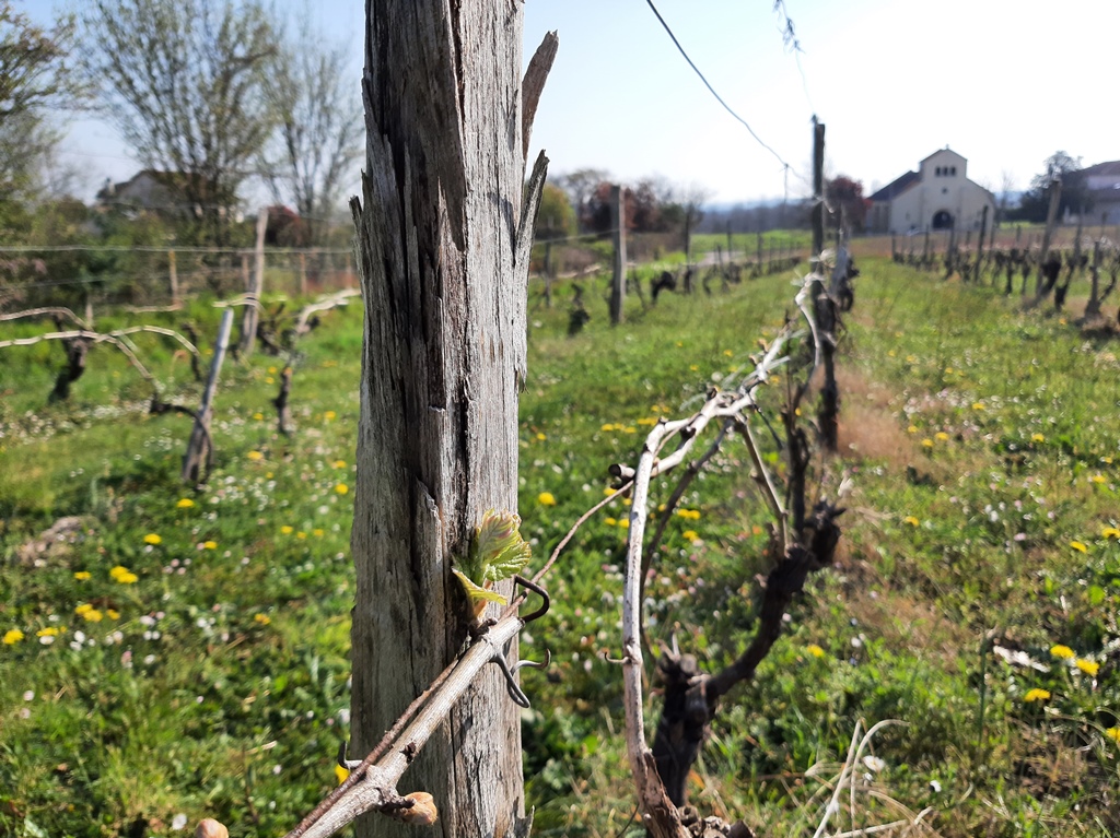 François vous fait découvrir le travail de la vigne avec ses outils d'antan, Lahosse - photo 8