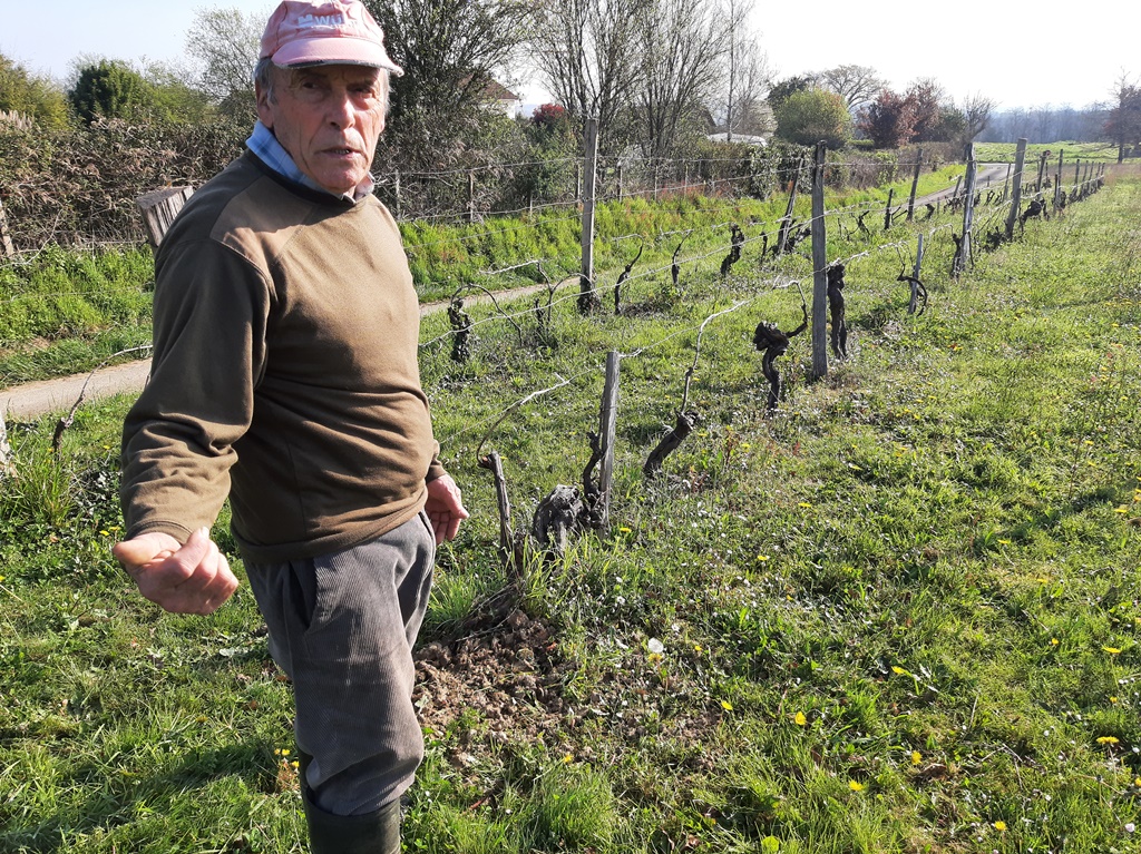 François vous fait découvrir le travail de la vigne avec ses outils d'antan, Lahosse - photo 11