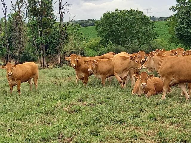 La Limousine Marnaysienne — photo 3