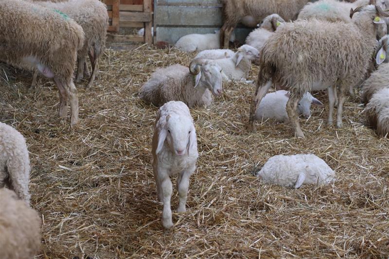 Ferme Coussirat