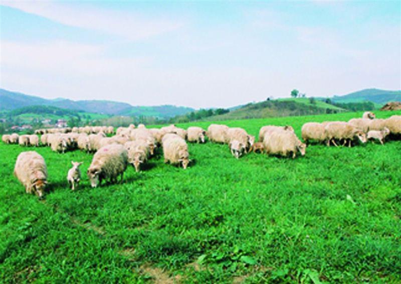 Fromages Ferme Etchearria - Famille Aldax