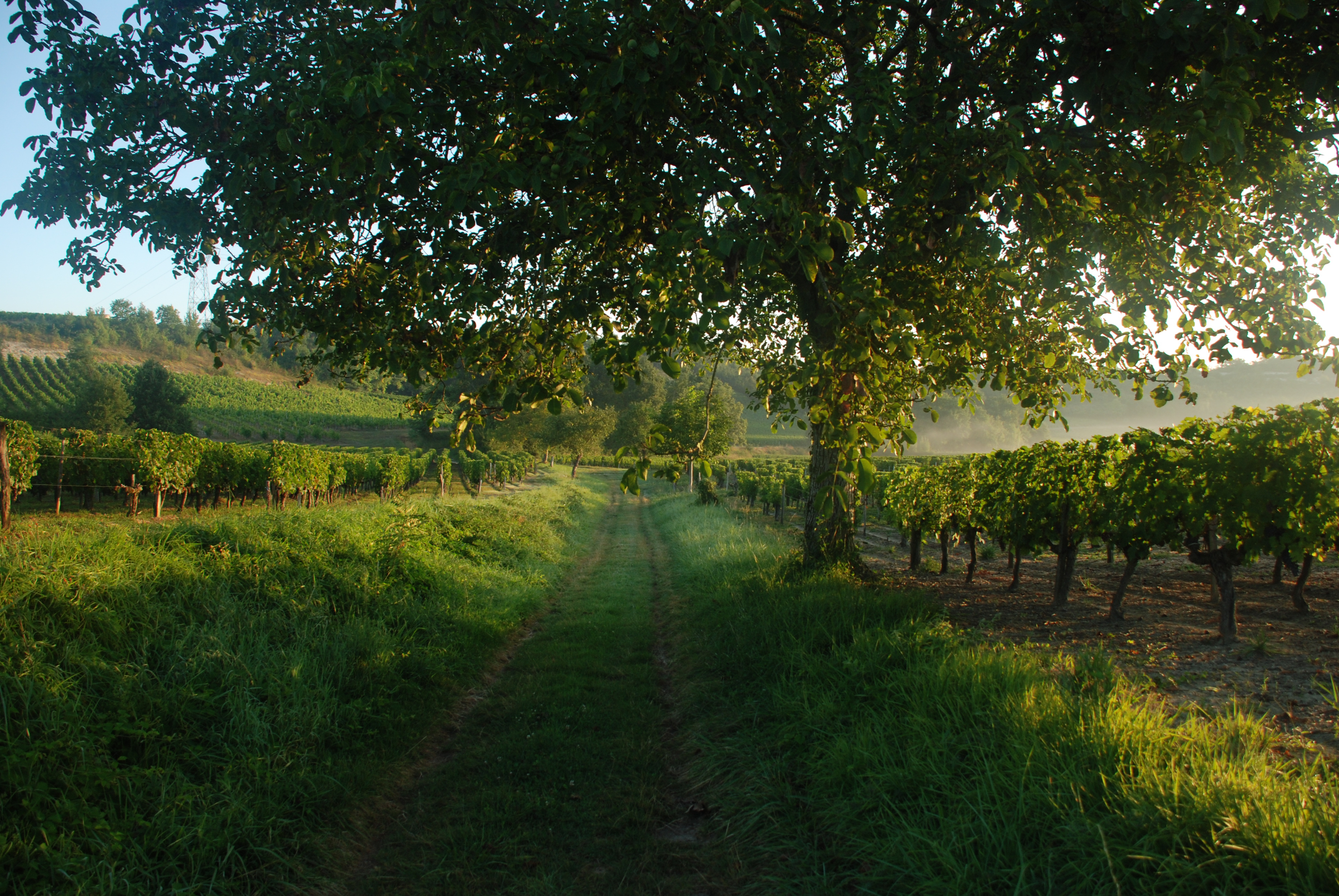Boucle du Tertre de Fronsac, Fronsac