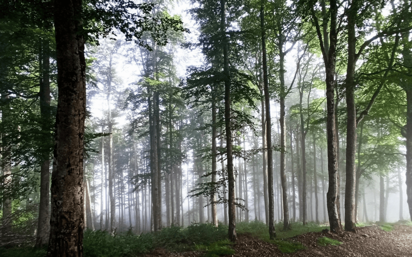 Forêt d'Iraty : panoramas époustouflants, Larrau - photo 10