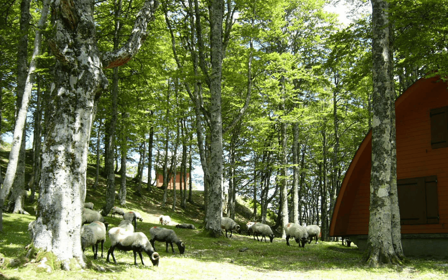 Terra Aventura : Basajaun et les hêtres fantastiques