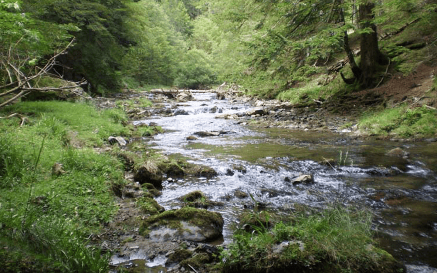 Terra Aventura : Basajaun et les hêtres fantastiques - photo 4