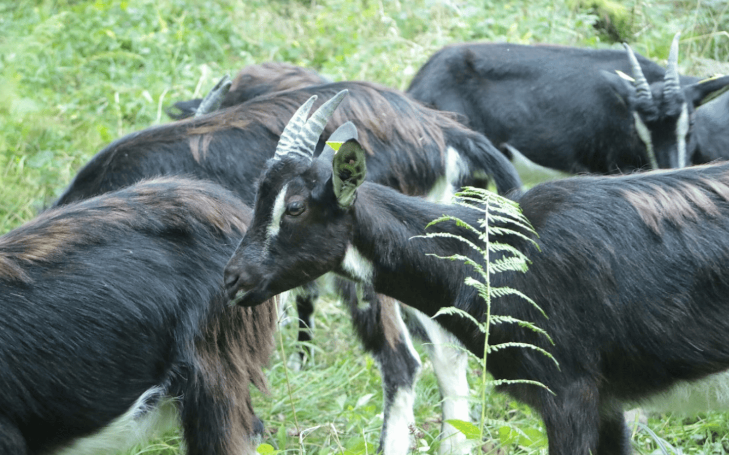 La kabane à kabris — photo 2
