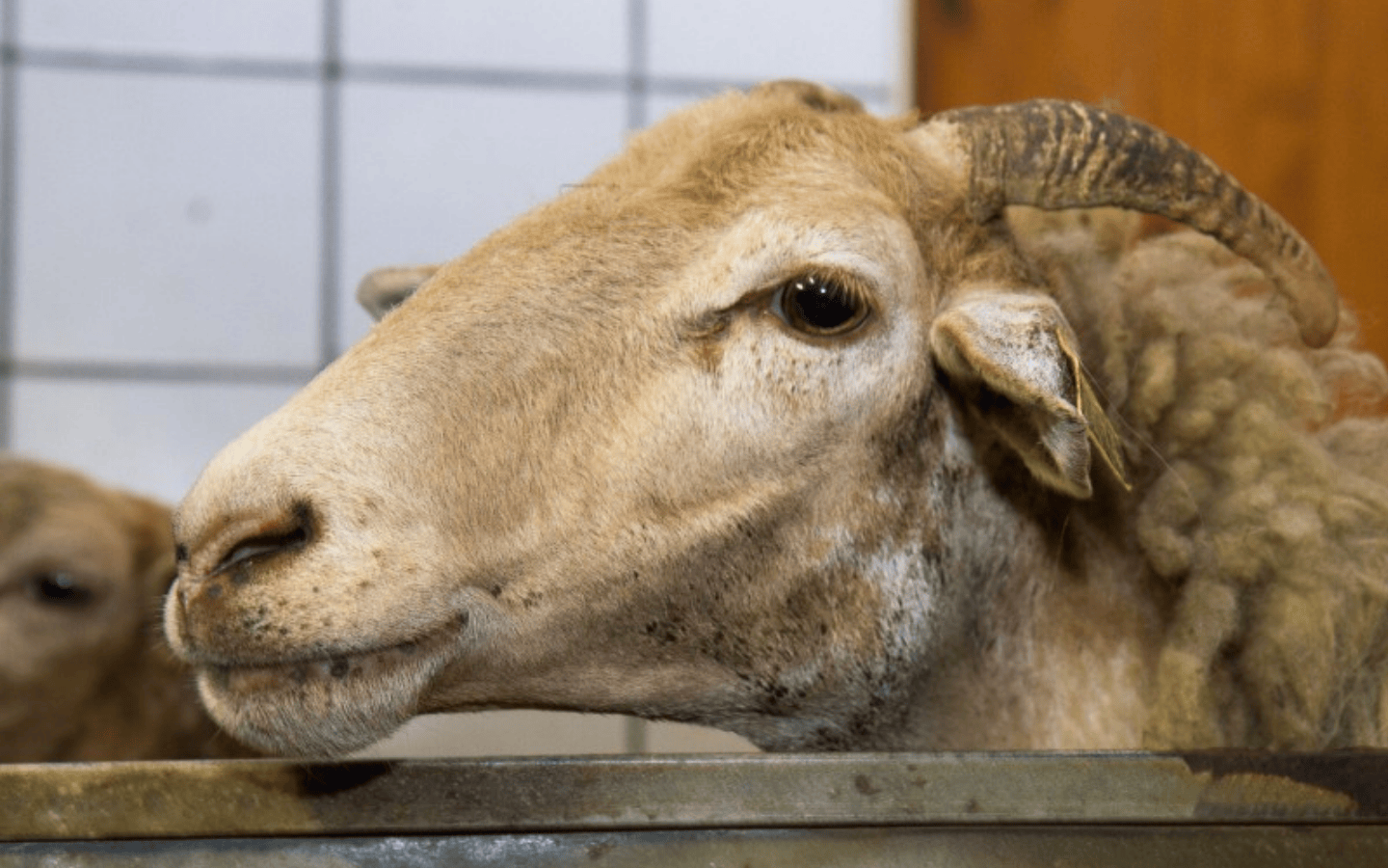 La ferme Landran — photo 2