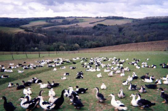 La Ferme de Gassiot - photo 2