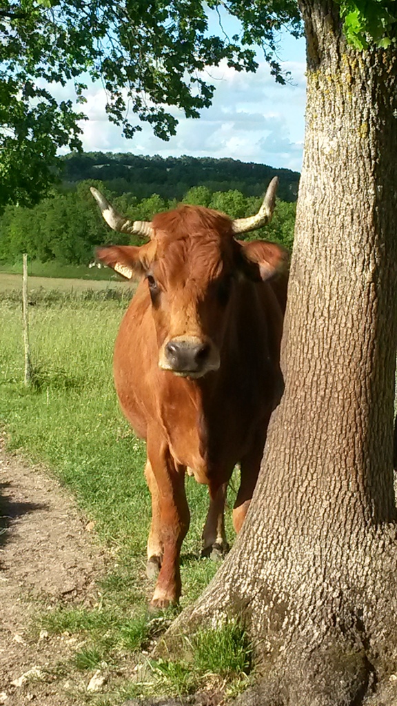 GAEC de la Coutaude - photo 3