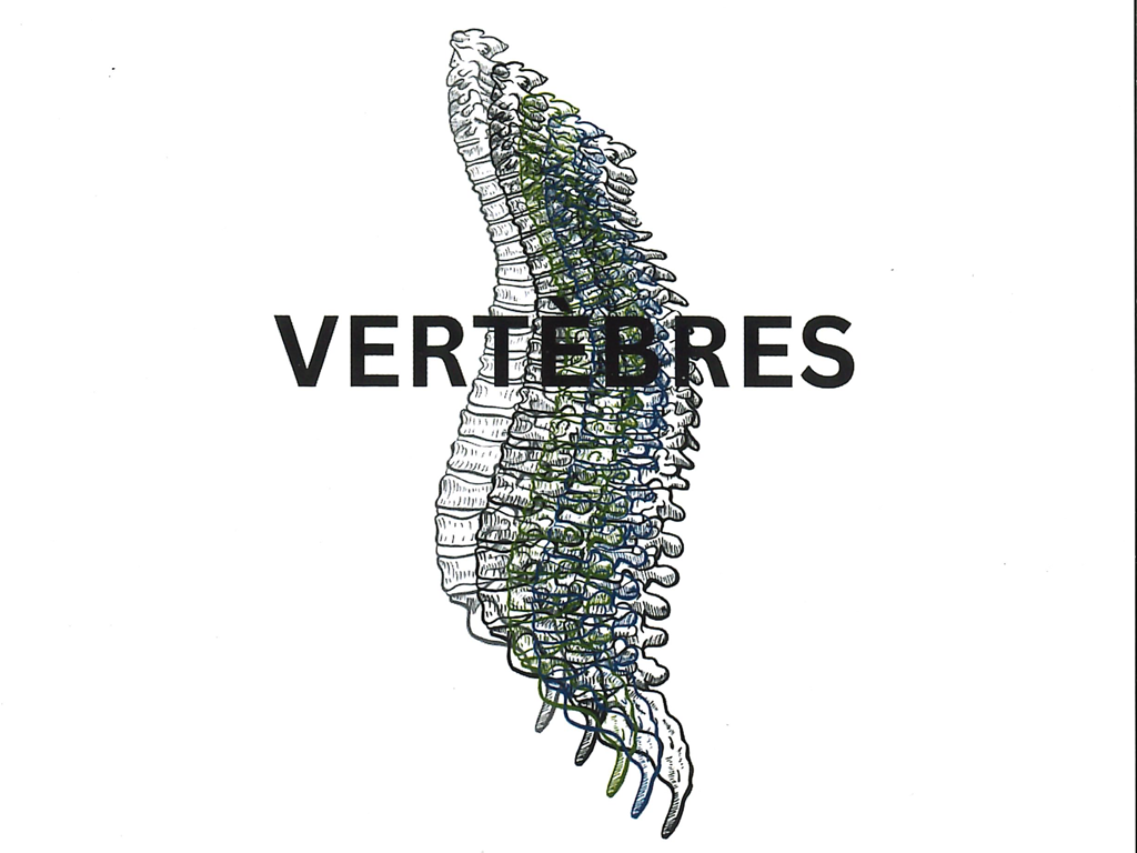 GALERIE - Vertèbres