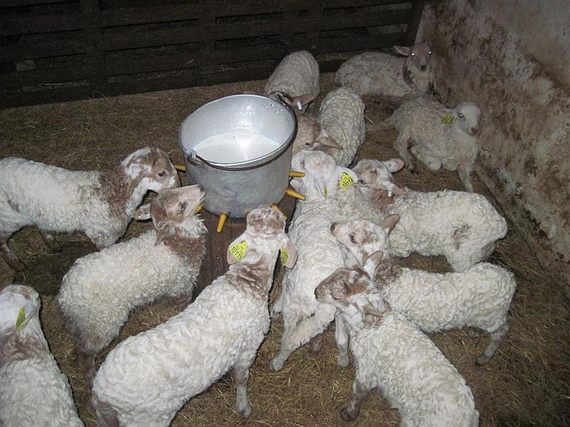 Fromage Tambourin