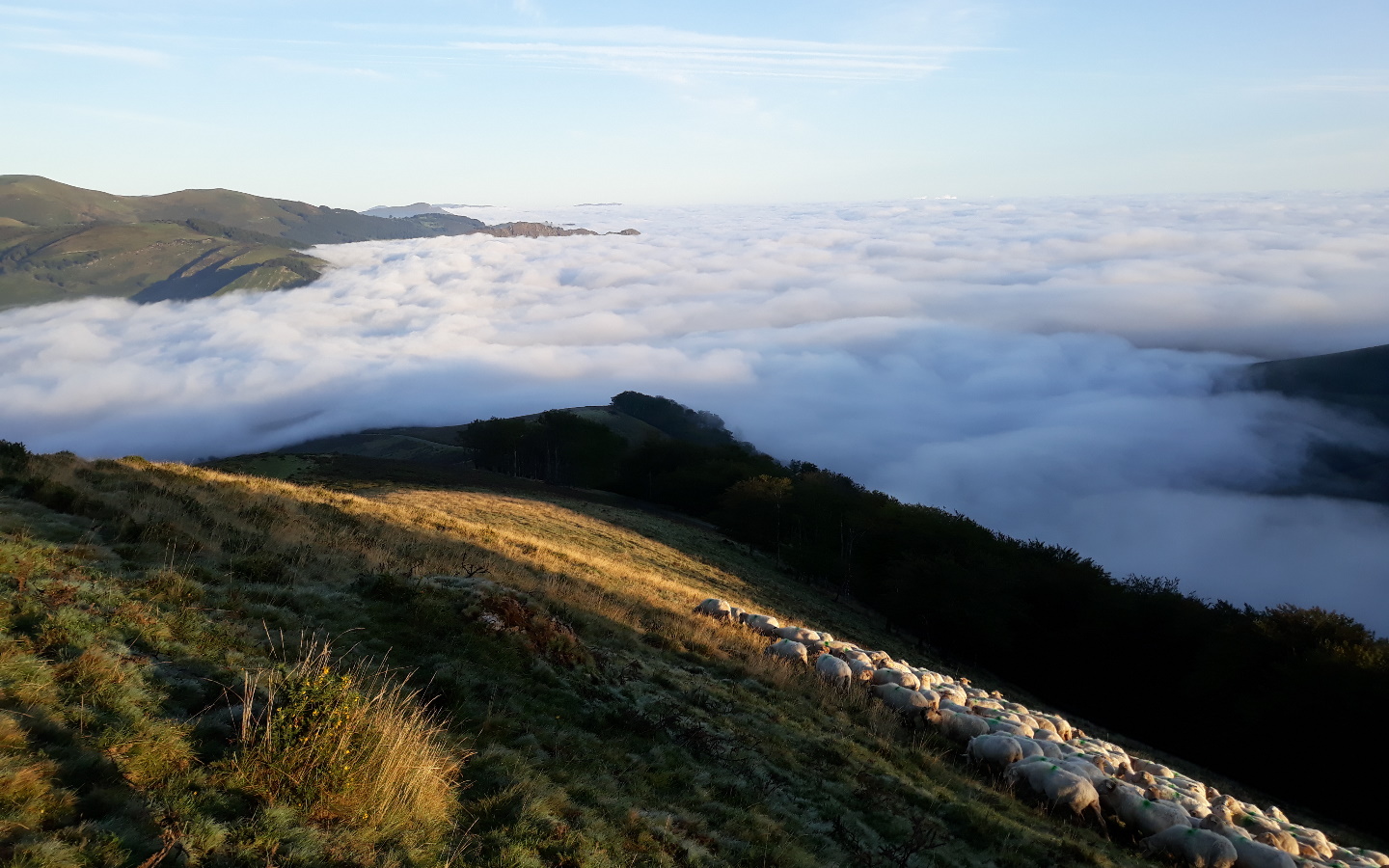 GAEC Clématite - photo 5