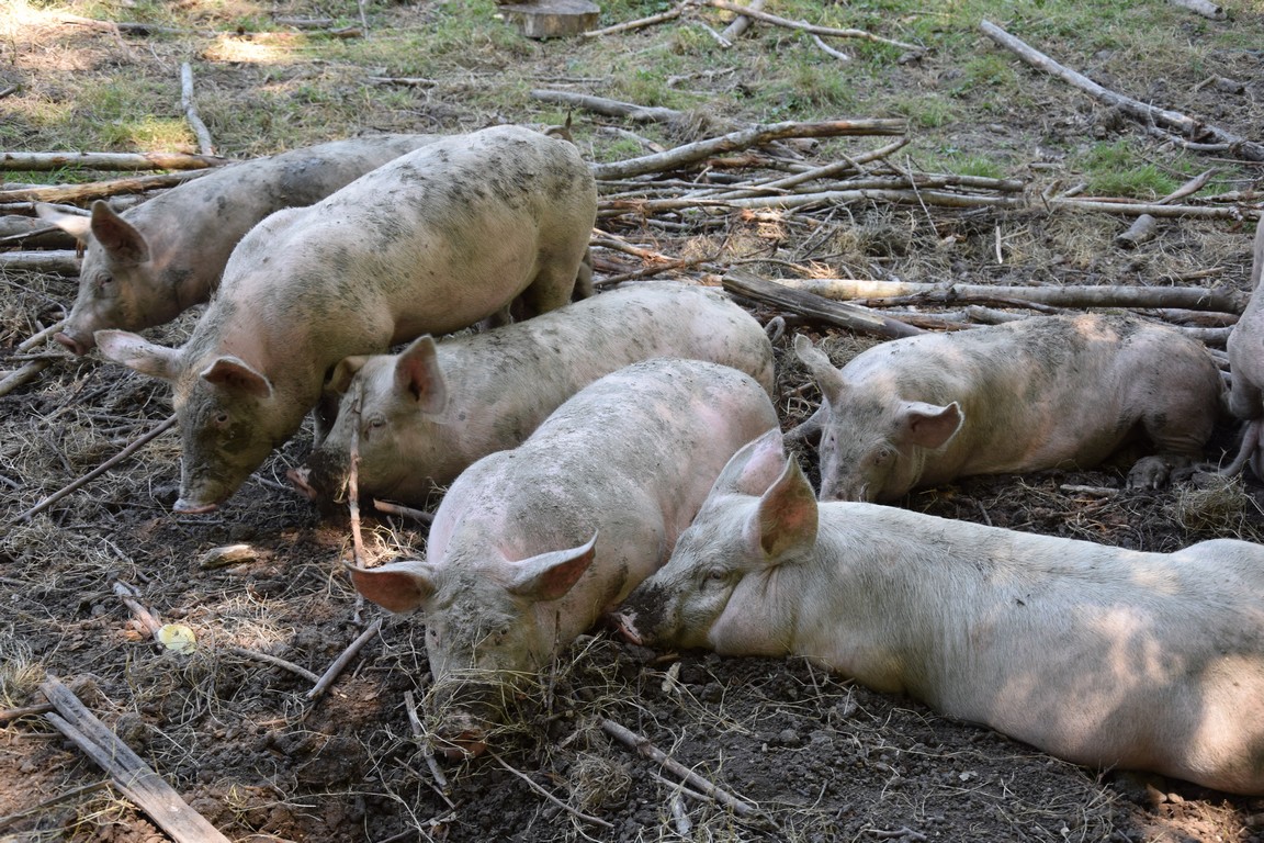 Ferme des Charmes - photo 2