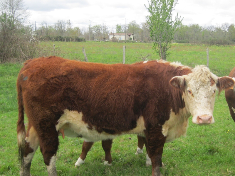Ferme de la Maison Carraz - photo 3