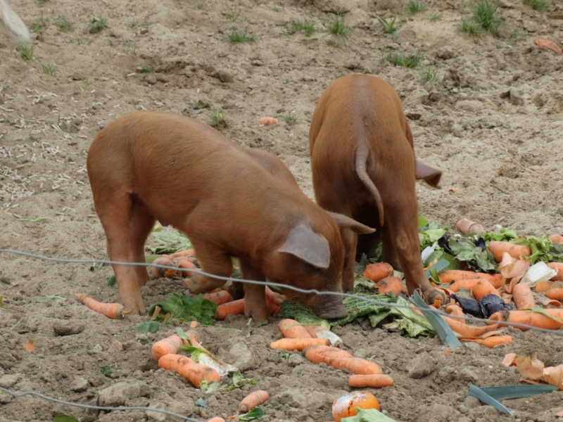 Ferme de la Maison Carraz