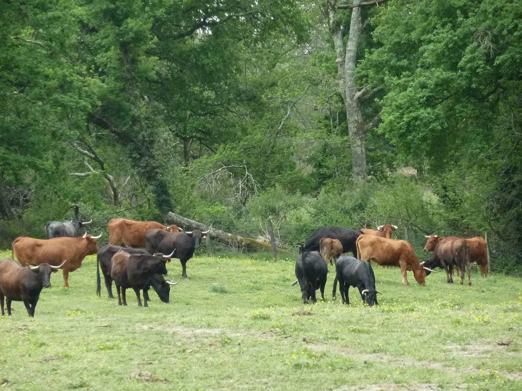 Ganaderia Béarn Armagnac - photo 4