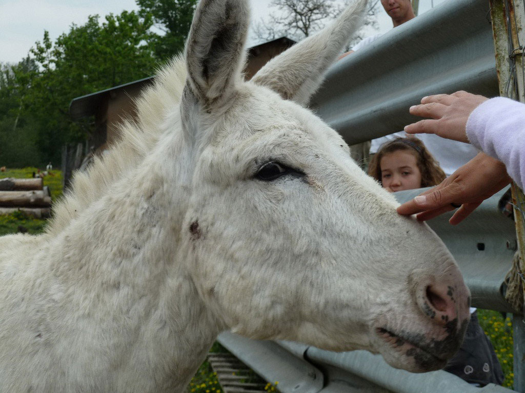 Ganaderia Béarn Armagnac - photo 3