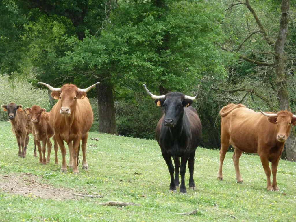 Ganaderia Béarn Armagnac
