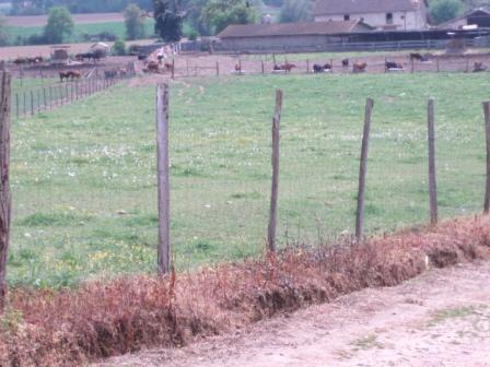 Ganaderia Dargelos, Saint-Sever - photo 3