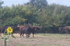 Ganaderia le Grand Soussotte, être ganadero c'est tout un art, Pomarez
