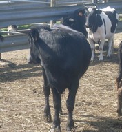 Ganaderia le Grand Soussotte, être ganadero c'est tout un art, Pomarez - photo 2