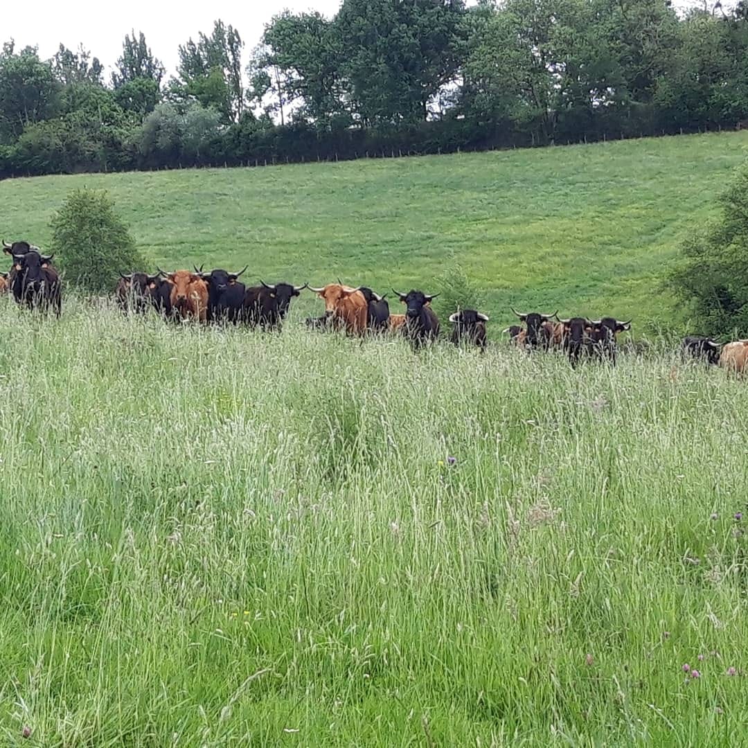 Ganaderia de la Mecque