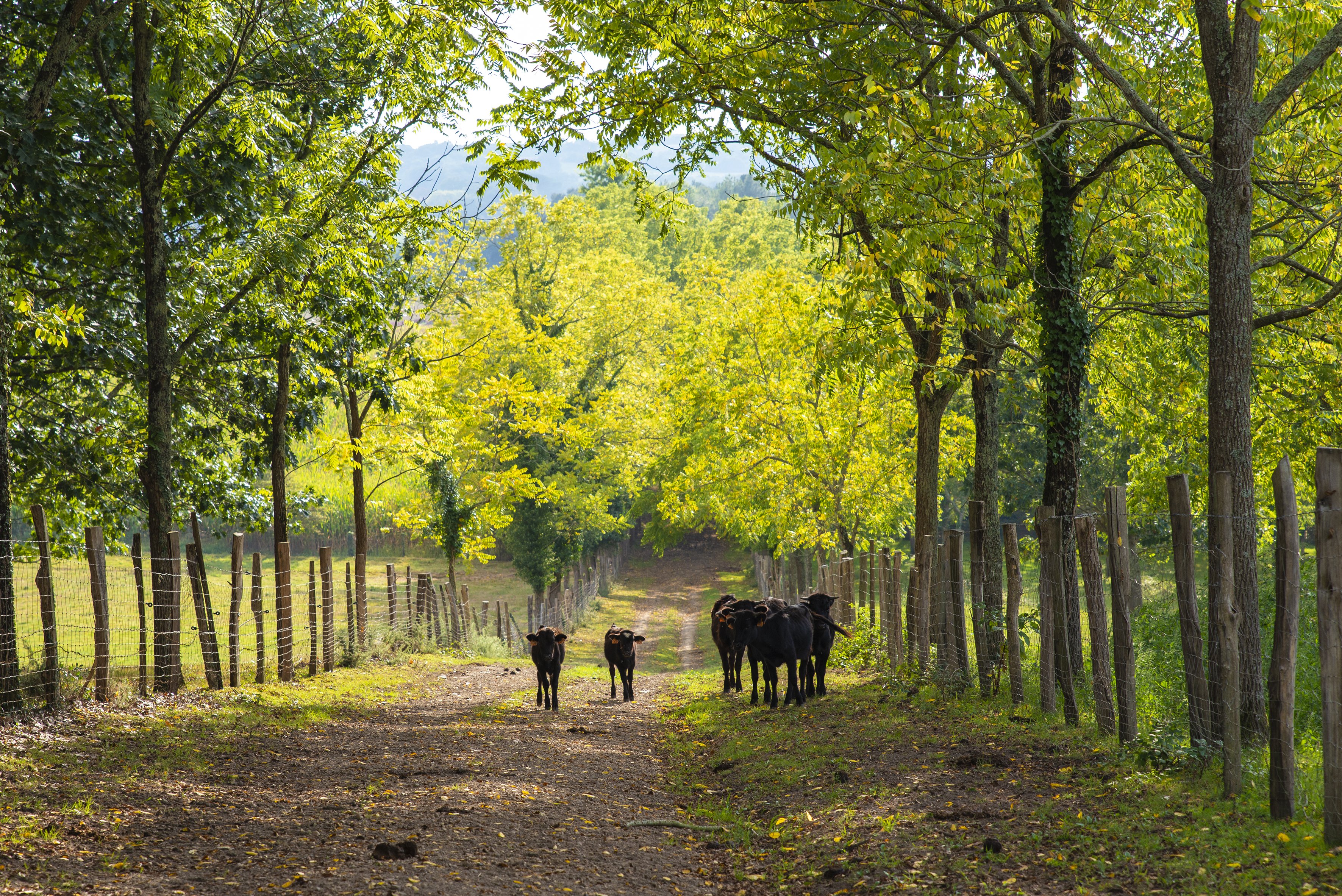 Ganaderia Nogues - photo 4