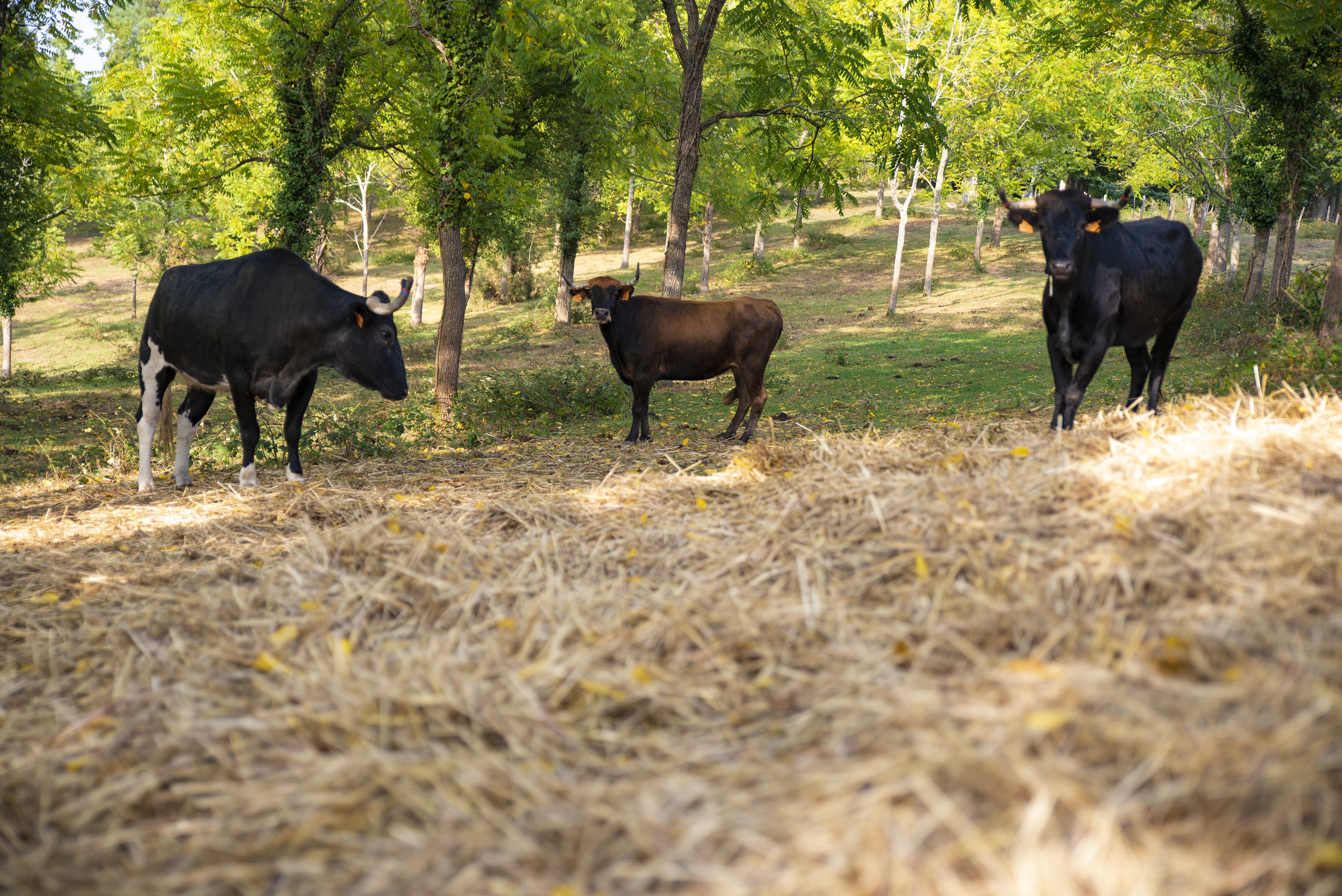 Ganaderia Nogues, Mouscardès - photo 5