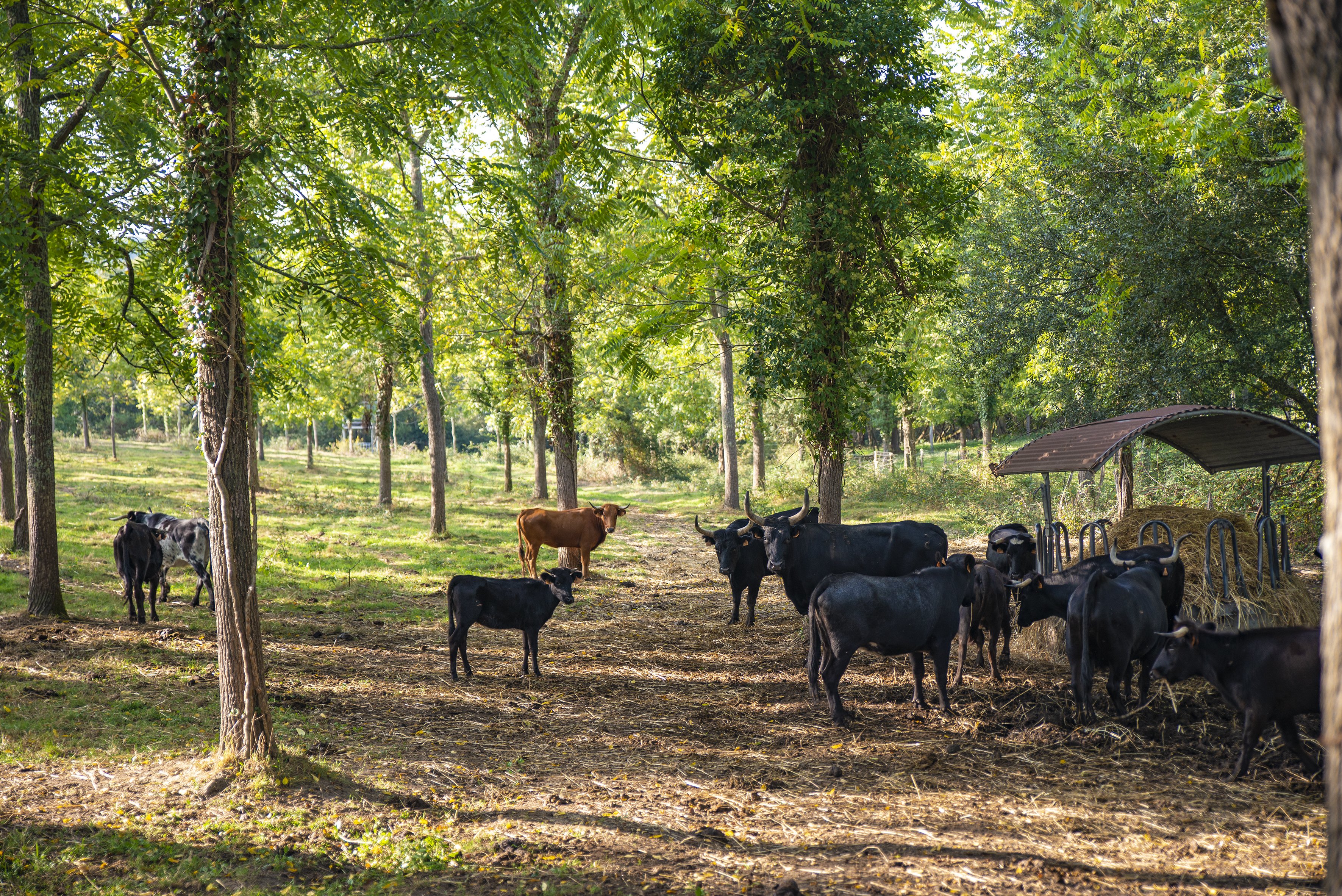 Ganaderia Nogues, Mouscardès - photo 6